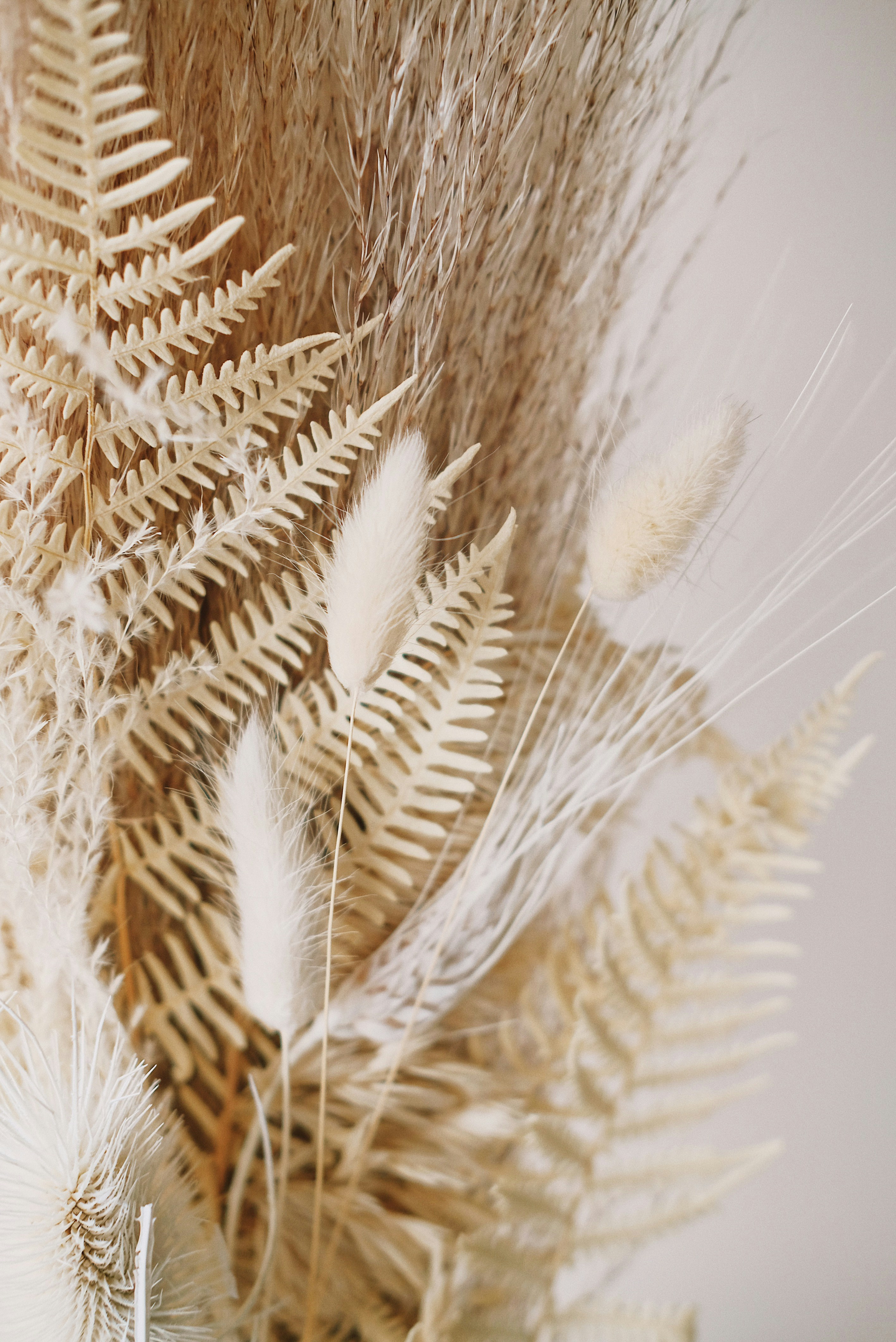 Décoration fleur calme pampas