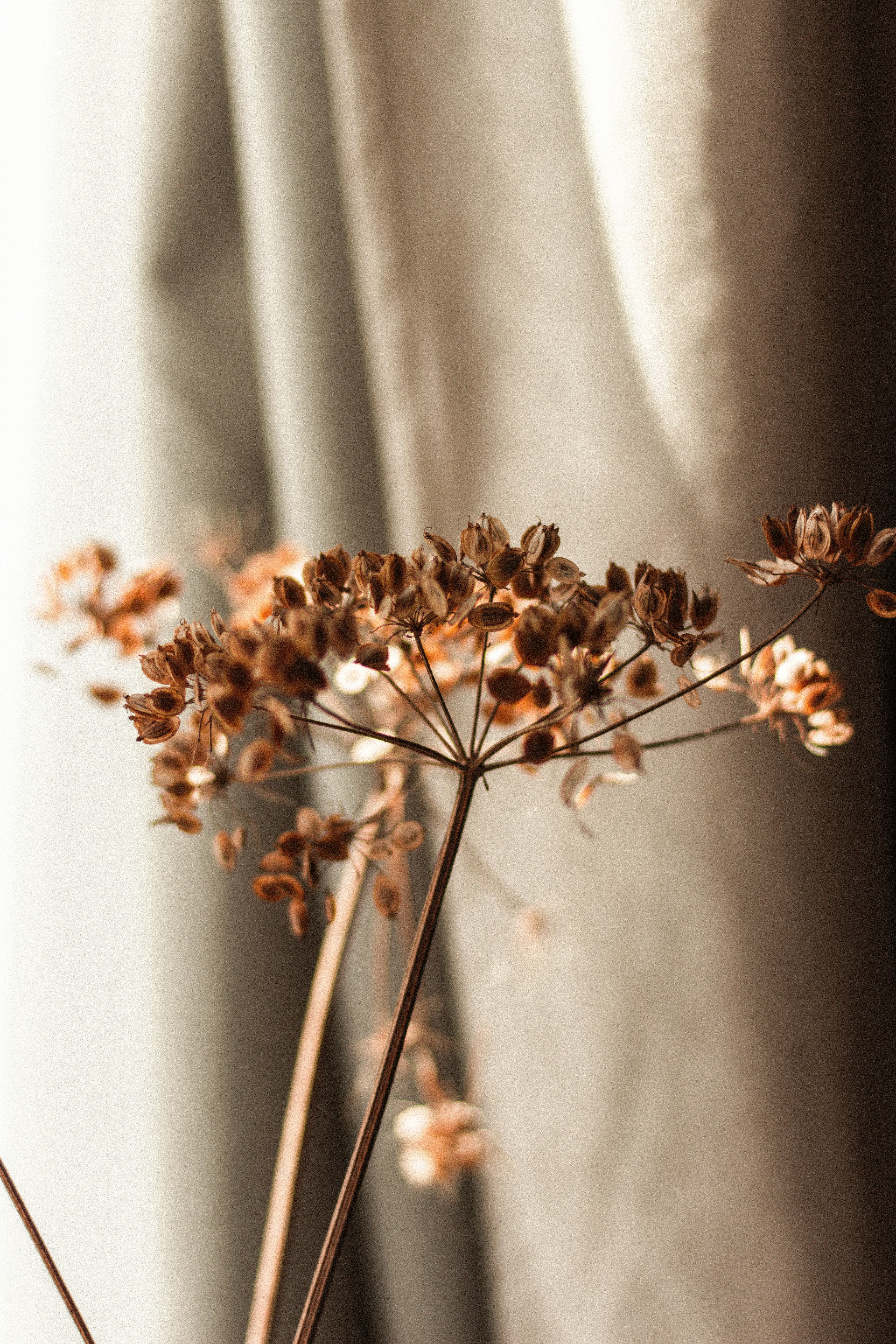Fleur sèche ambiance calme